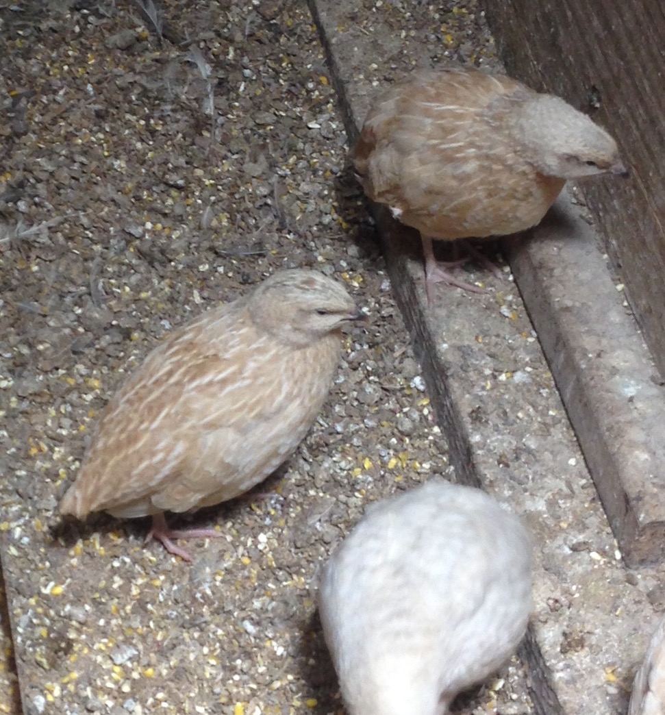 Coturnix - Pharoah Quail